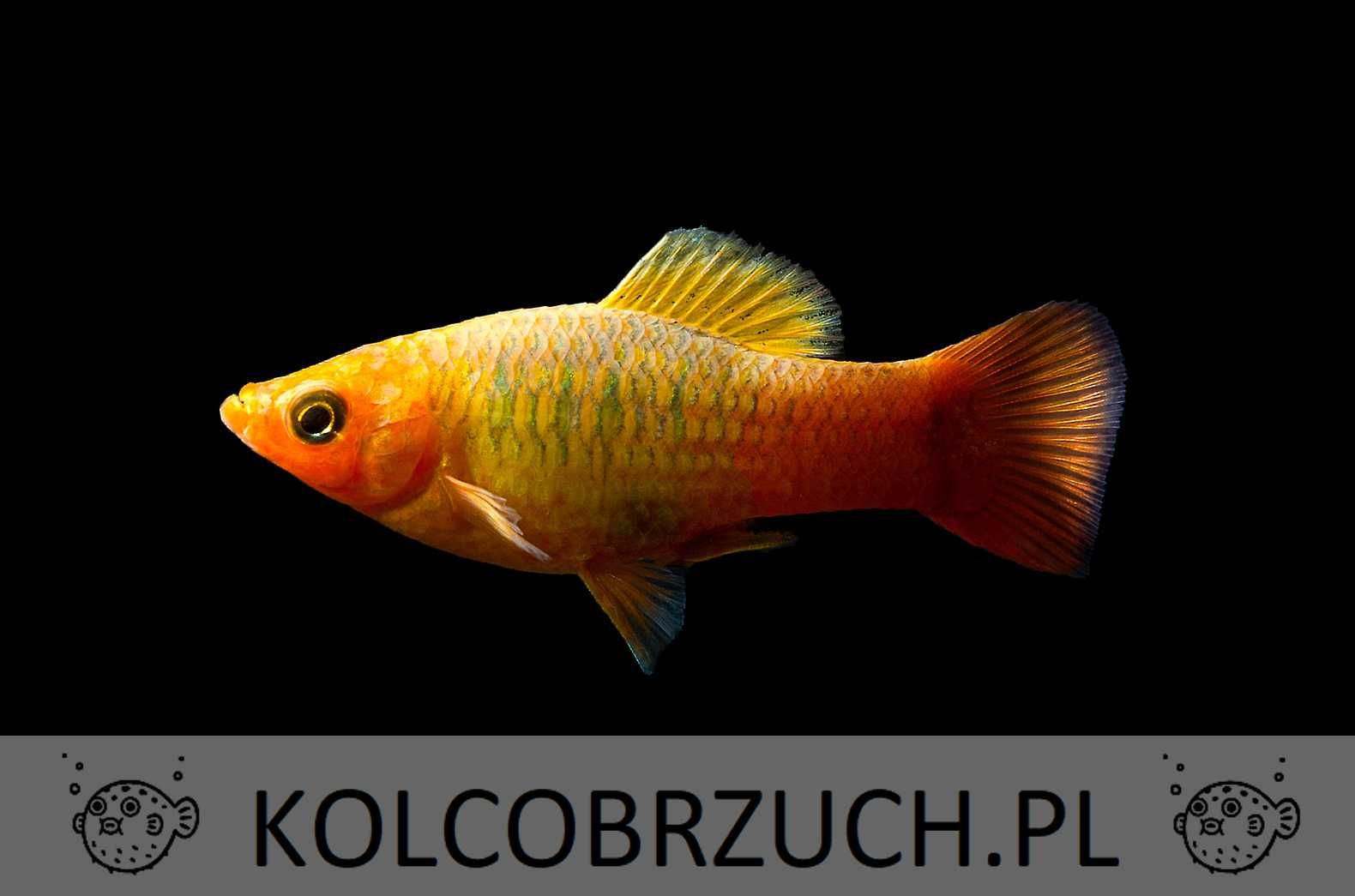 Zmienniak wielobarwny - Xiphophorus variatus - Platka - Platynka