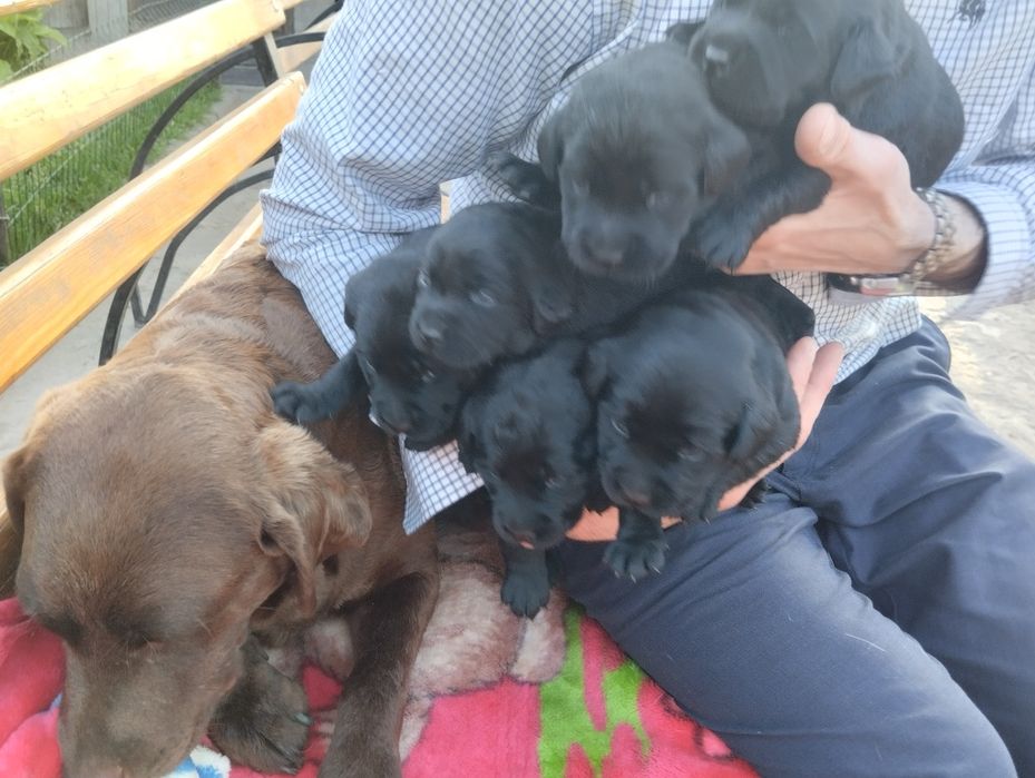 Подарунок дитині на свята цуценята розплідника Лабрадор Ретривер