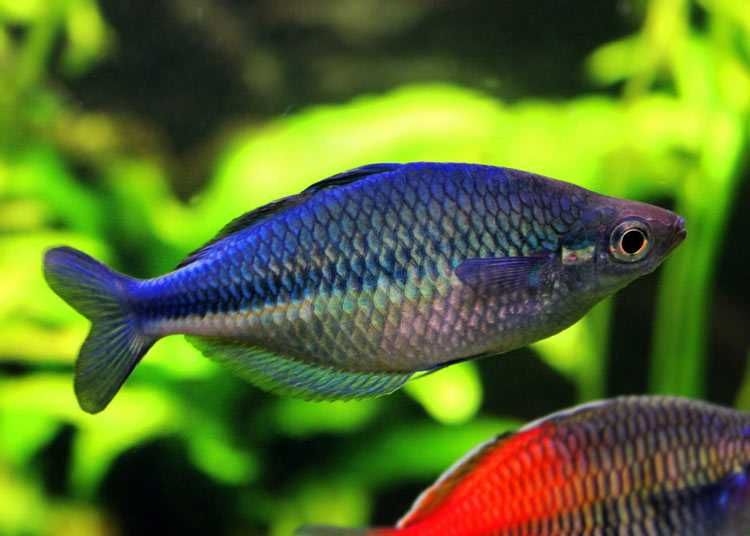 GB Tęczanka niebieska (Melanotaenia lacustris) - dostawa ryb!
