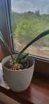 Продам сансевиерию Sansevieria Masoniana Victoria