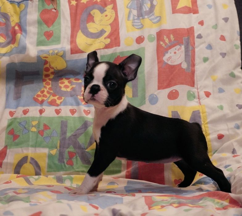 Boston terrier suczka