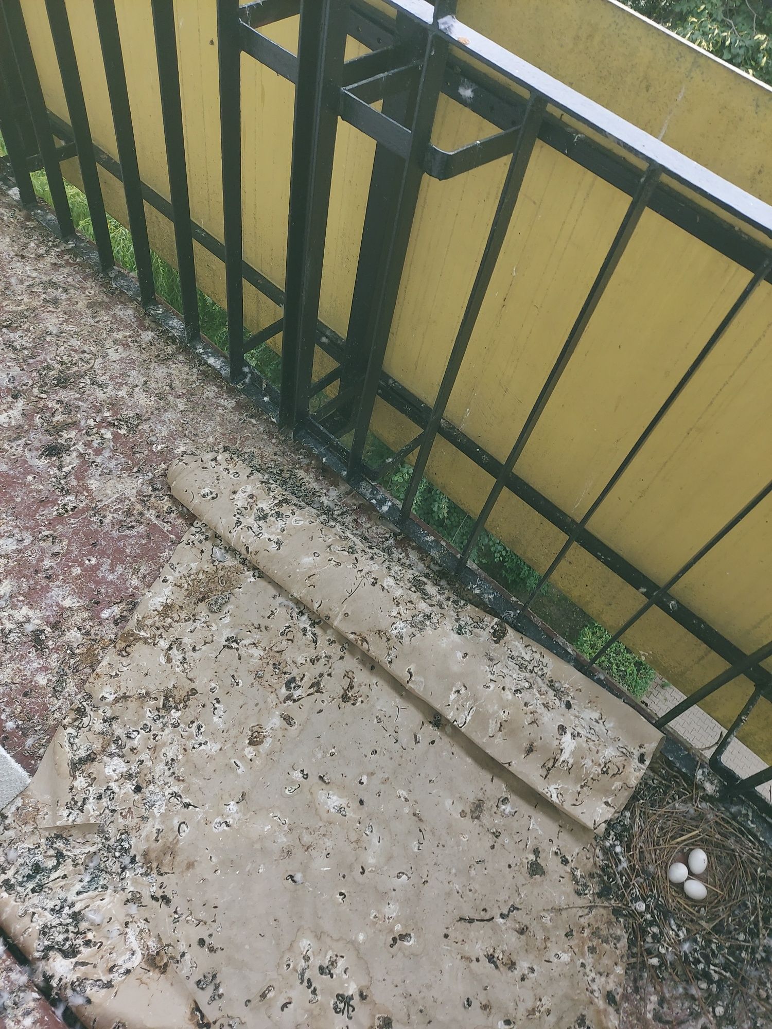 Zlecenia Sprzątanie i dezynfekcja balkonów po gołebiach strych