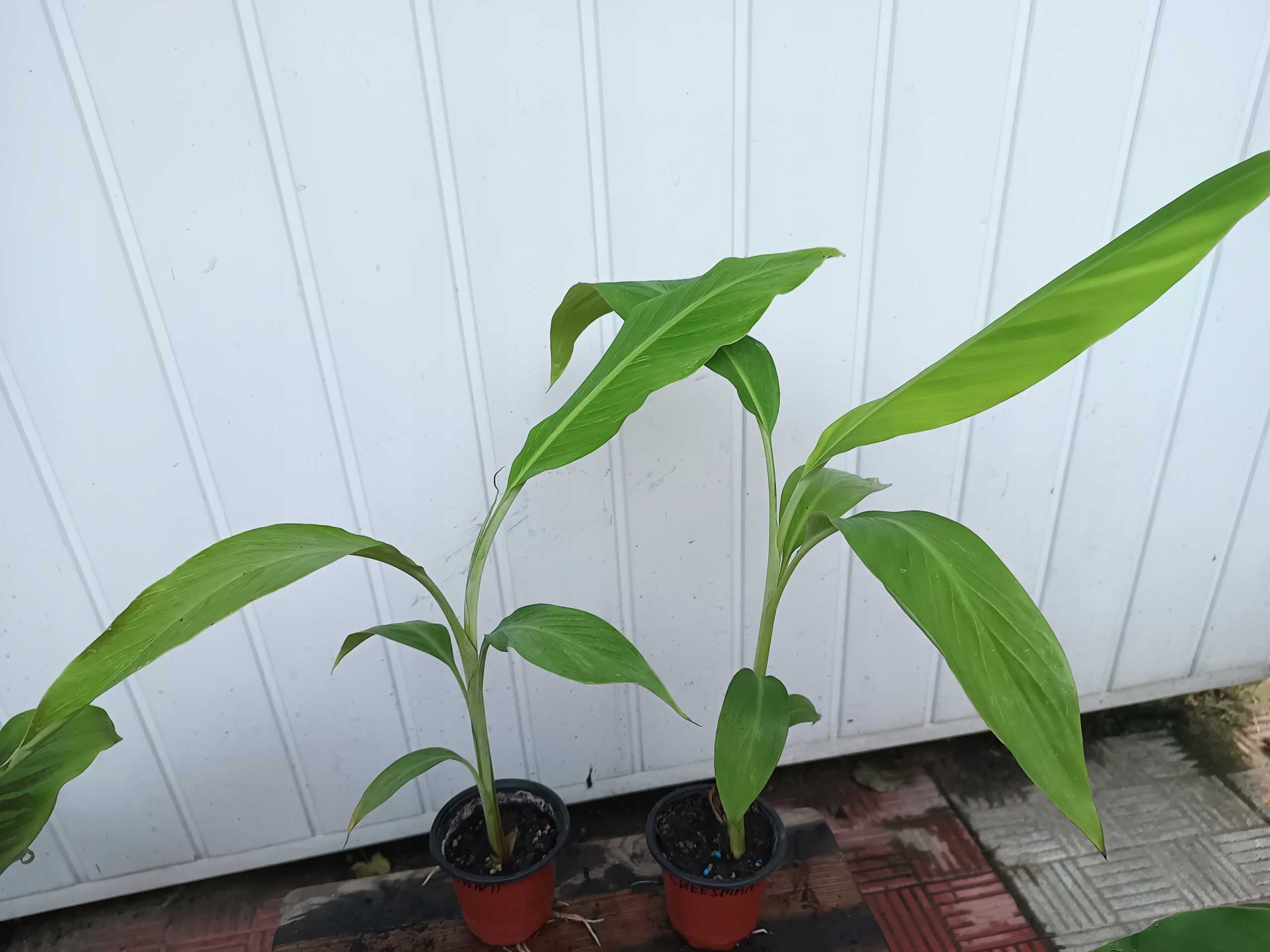 Bananowiec MUSA CHEESMANII banan 20-30CM sadzonka P9