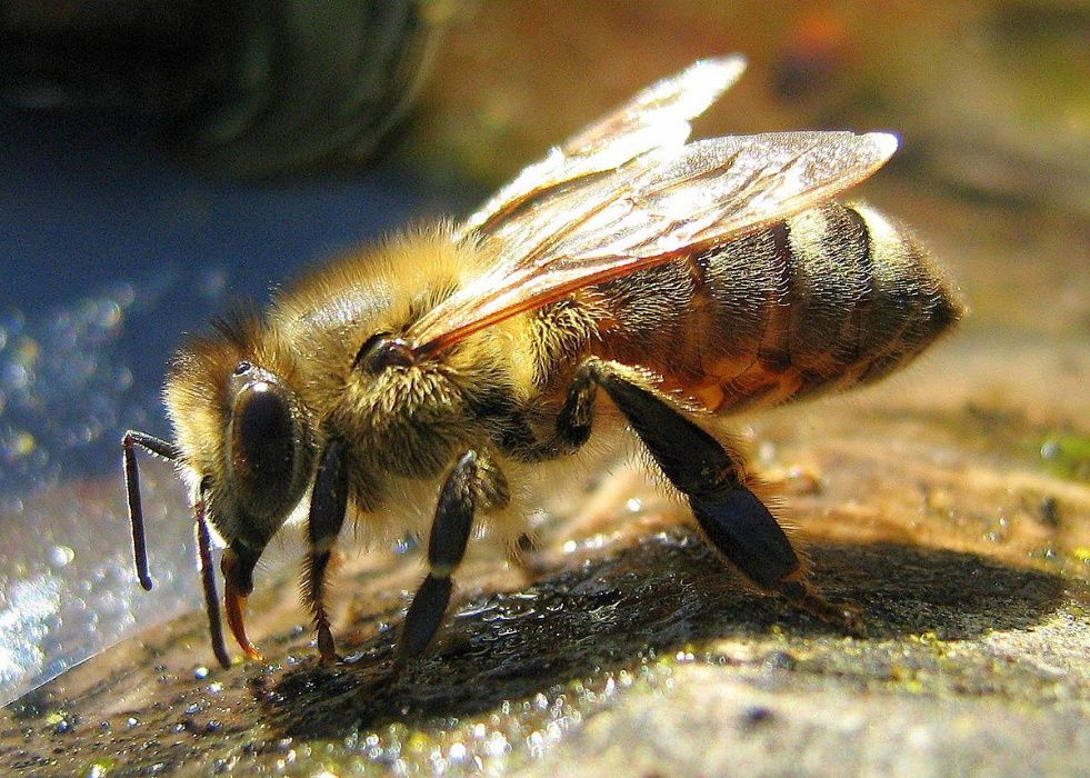 RODZINY PSZCZELE, pszczoły, odkłady pszczele