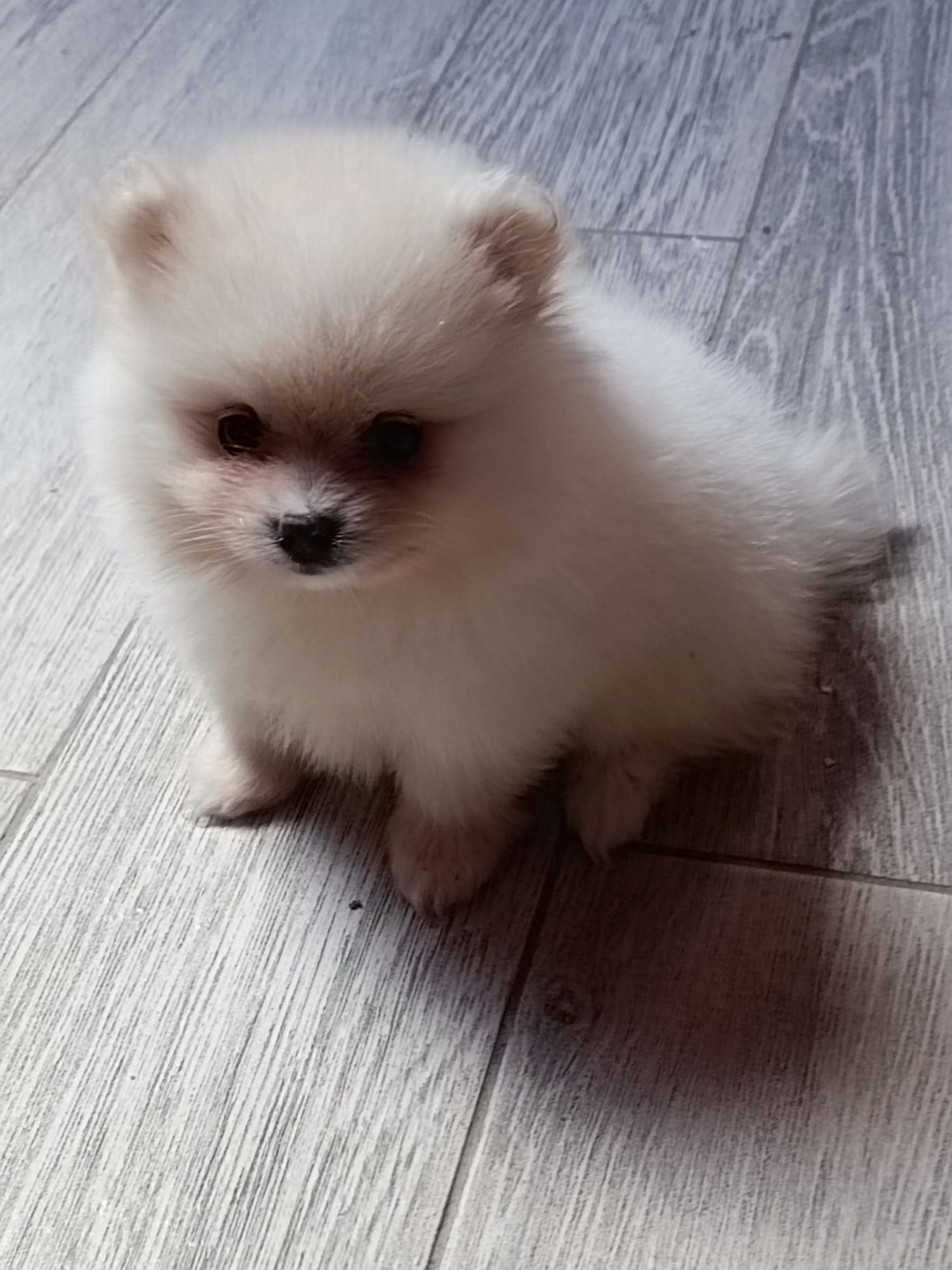 Pomeranian piesek