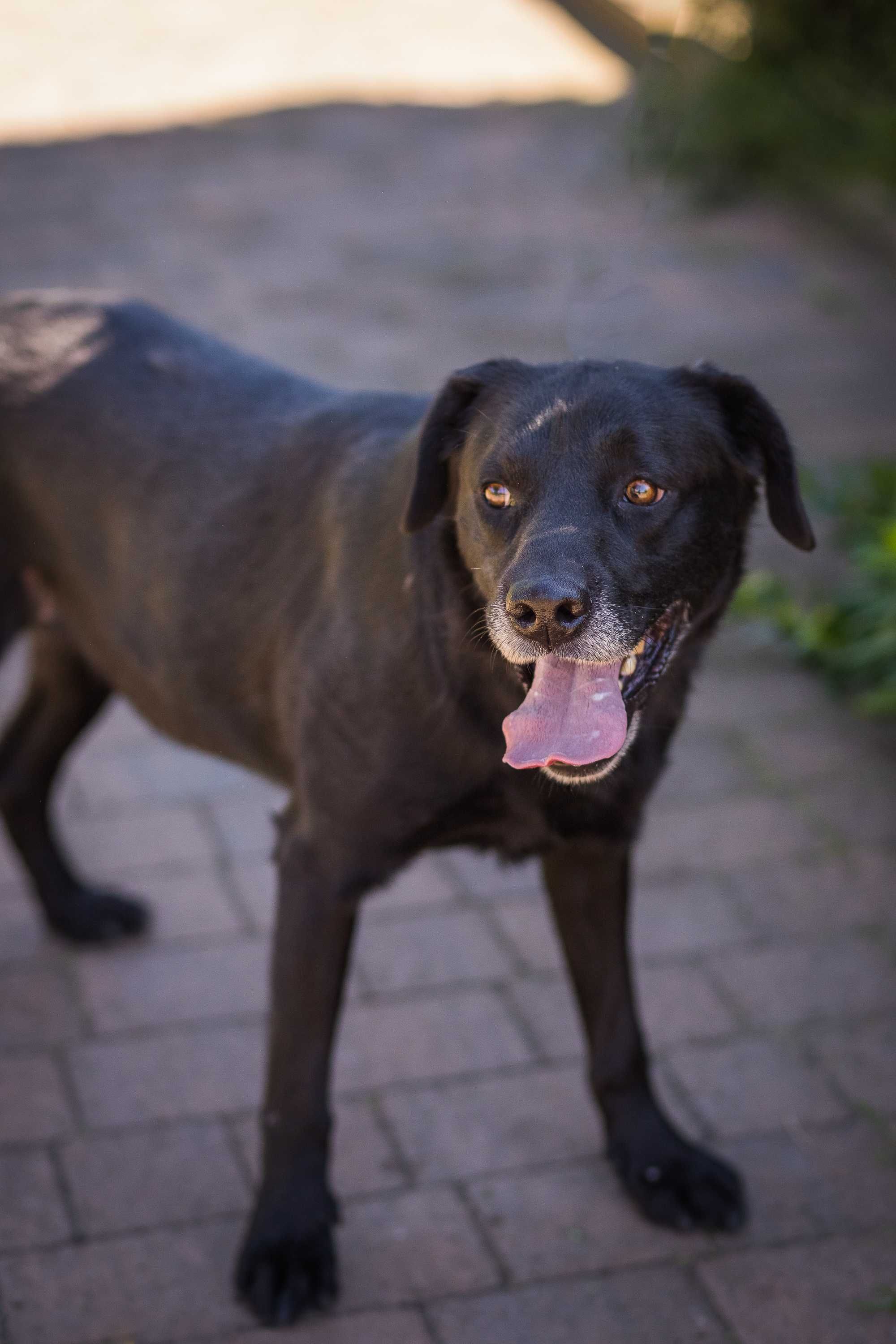 Podaruj dom przyjaznemu Dinko w typie labradora
