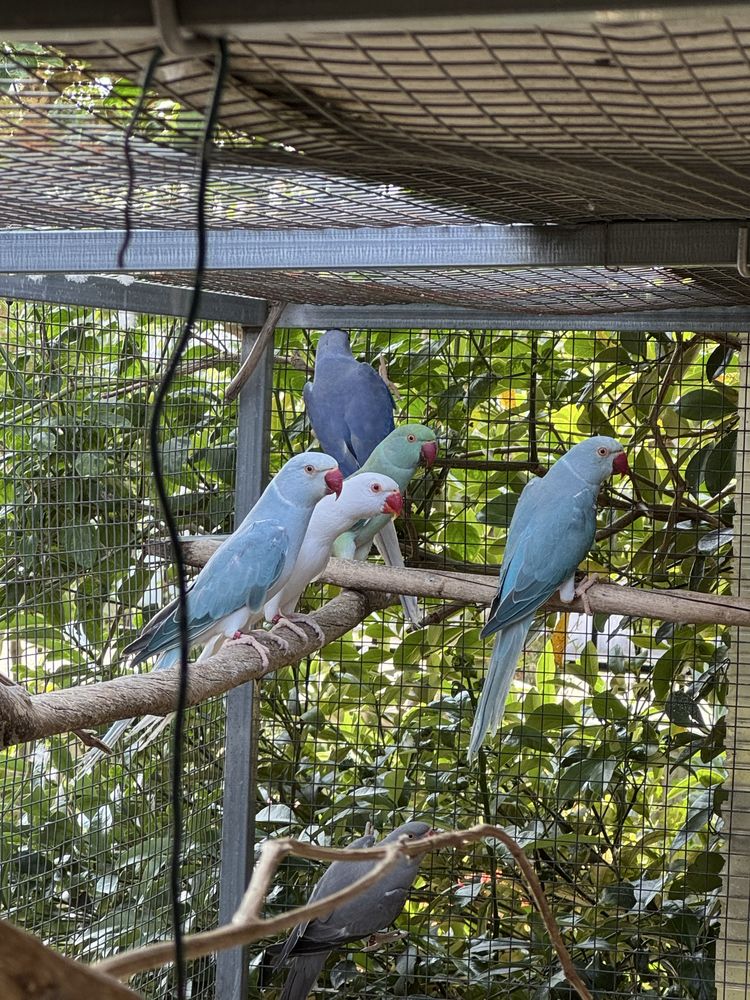 Ring Necks - Aves de 2024