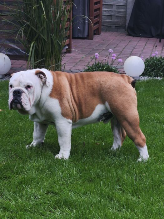 Buldog angielski FCI PIESEK