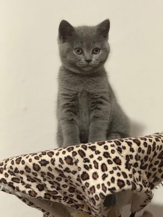 Kot brytyjski krótkowłosy niebieski