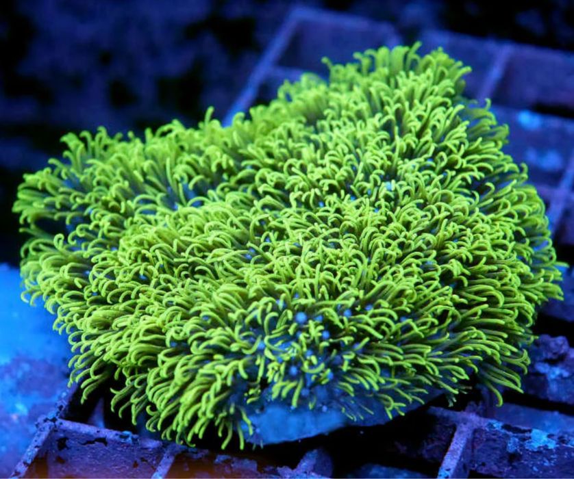 Brareum cena za Szczepkę na trzecim zdjęciu