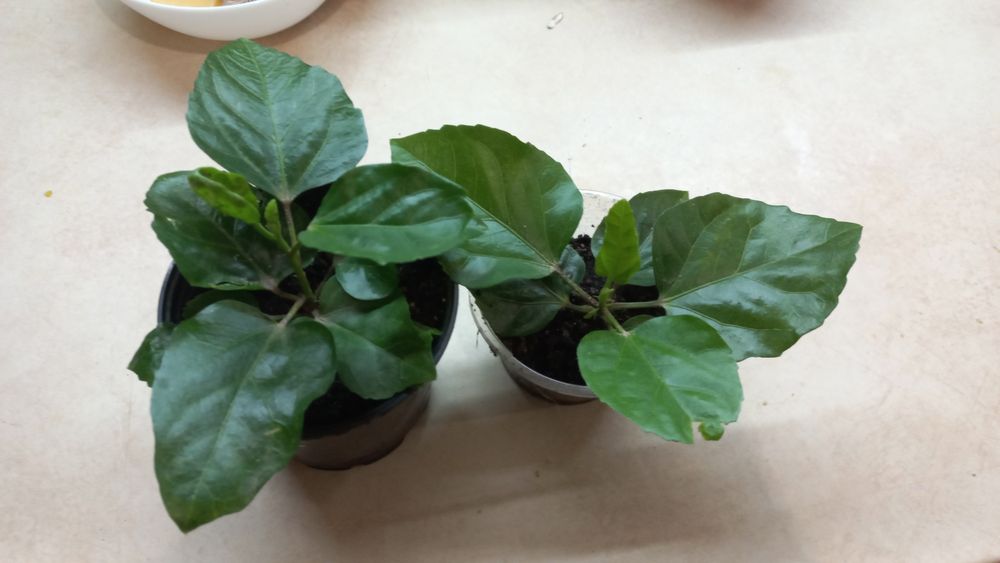 Гібіскус сортовий