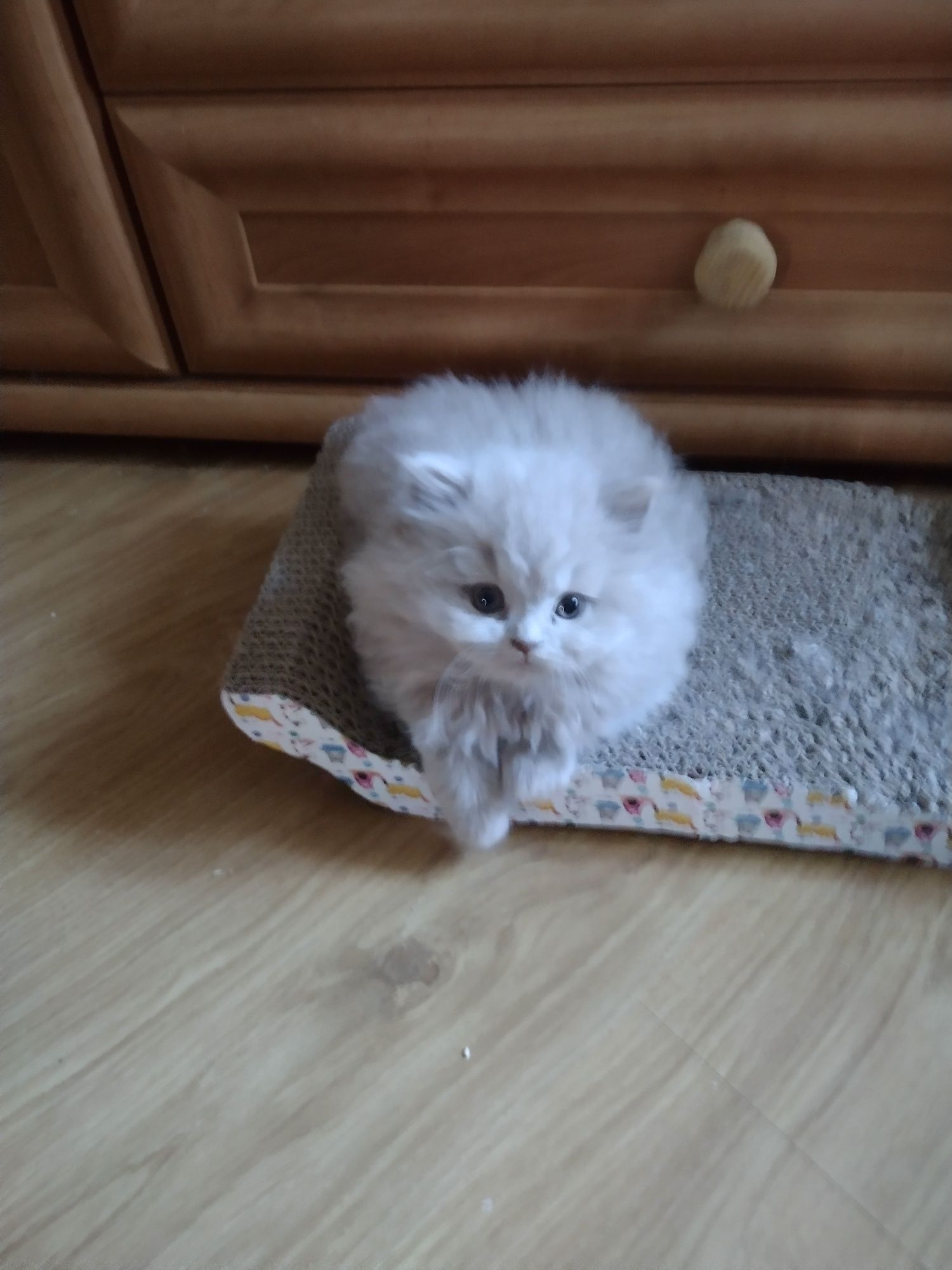 Kocurek brytyjski