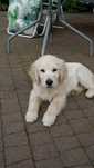 Jasny szczeniak Golden retriever Zkwp