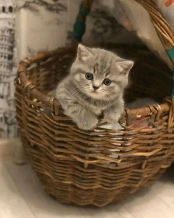 Британські кошенята