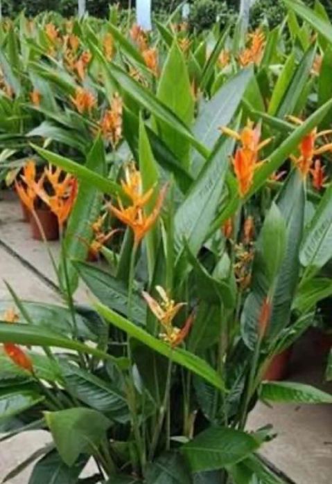 Геліконія рідкісна колекційна рослина