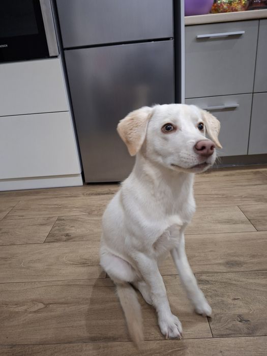 Щенок.  лабрадор