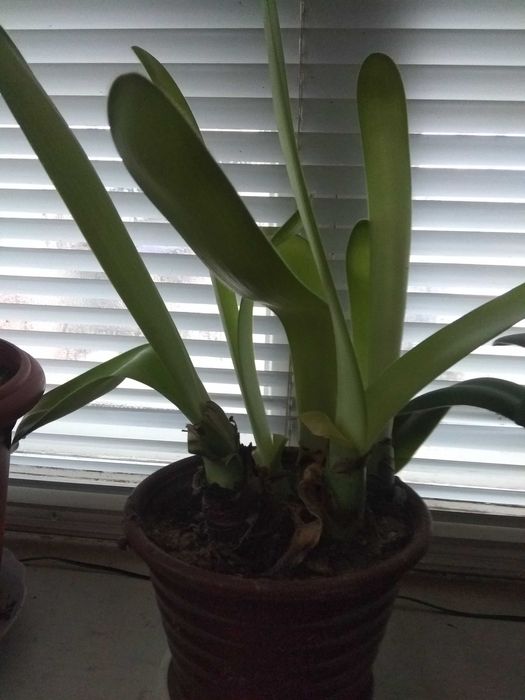 Рослини садові-камсис,лилии,коврик,хоста,климатис