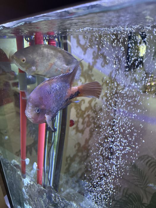 Ciclideos Americanos, adultos