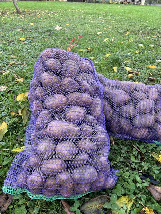 Картопля (з доставкою)