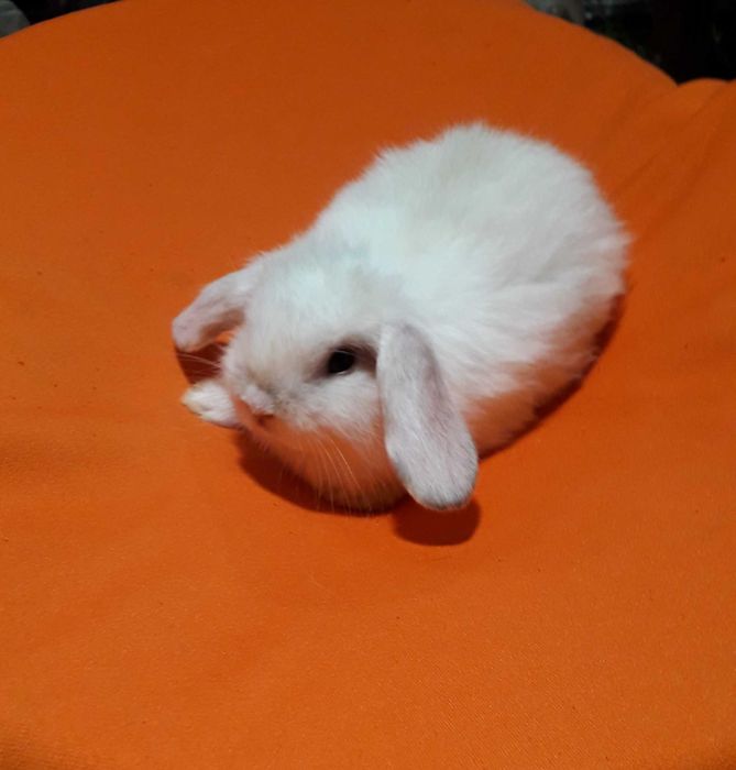 Декоративний висловухий кролик