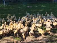 Kaczki Pekin !!!