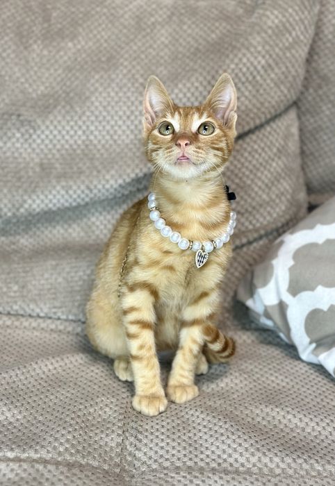Котик рудий в добрі ручки