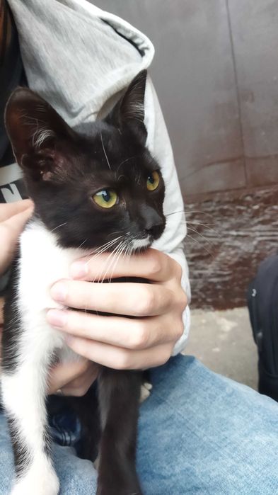 Котик в добрі руки