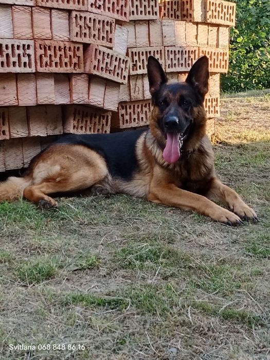 Нім.вівчарка.Дата народження 29.05.25.