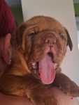 Dogue de Bordeaux FCI