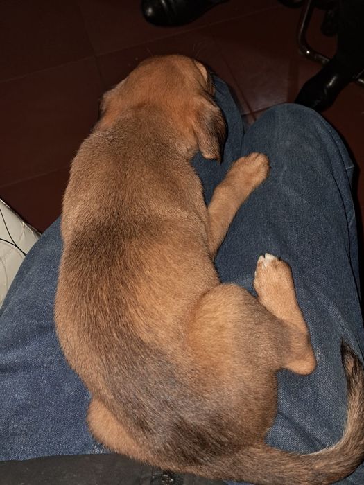 cães para adoção !