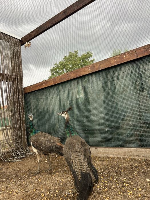 Pavoes jovens  filhos de pavoa branca