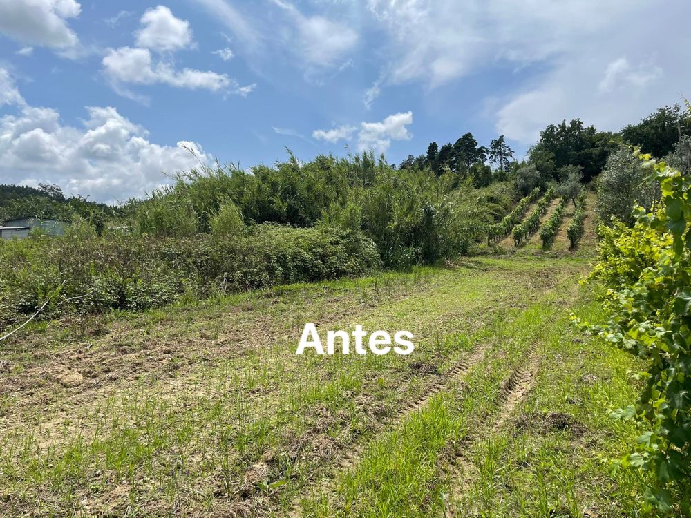 Limpeza de terrenos, desmatações