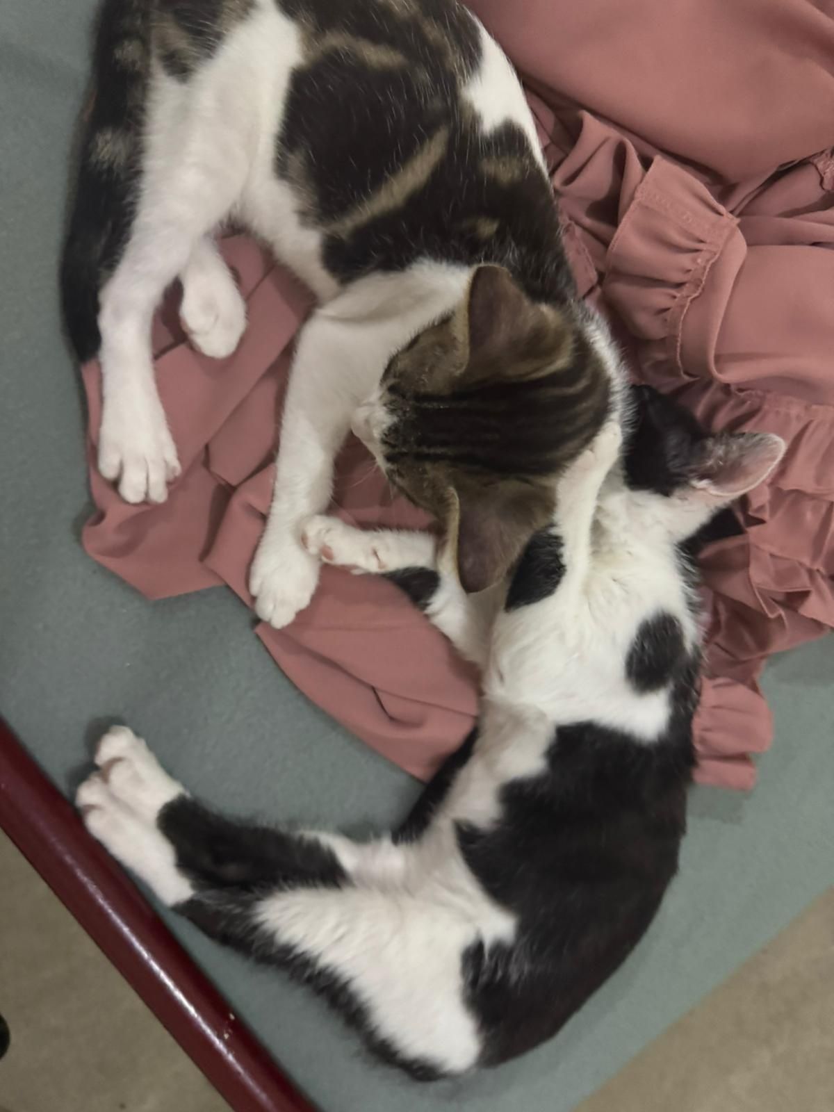 Gatos para adoção