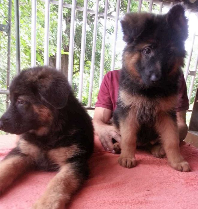 Щенки с документами