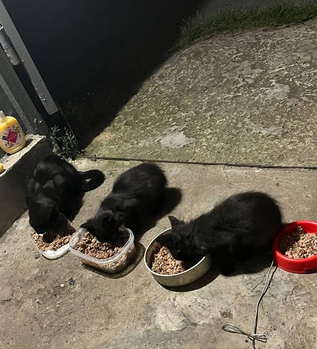 Котята черные бесплатно