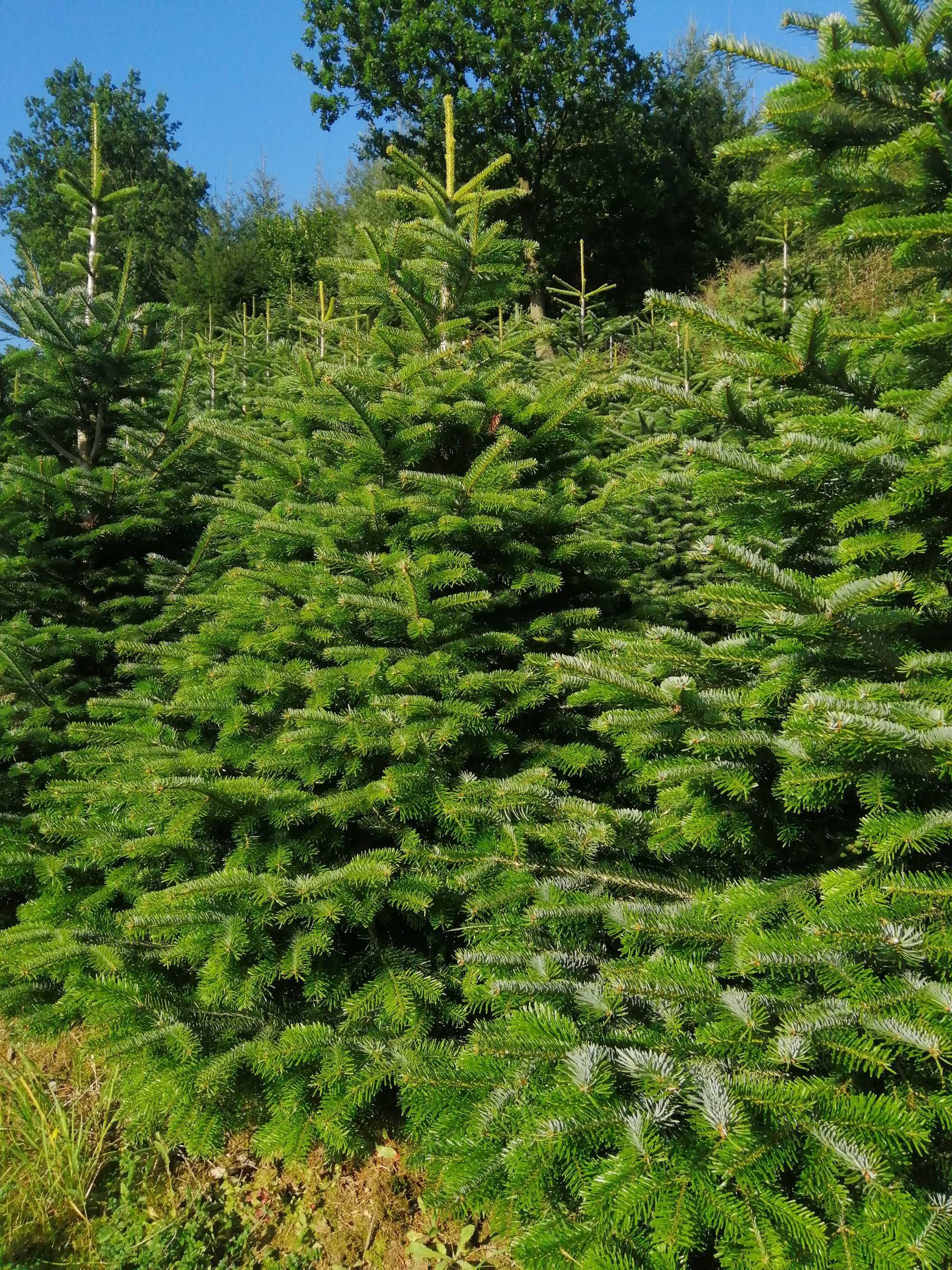 Jodła kaukaska choinki swierk