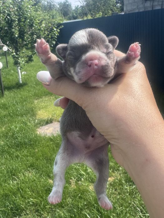 Ексклюзивні французькі бульдоги на бронь! Доставка!Є міні