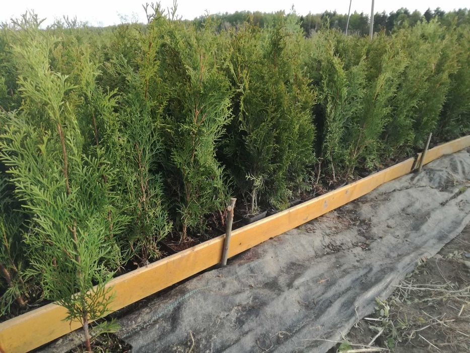 Tuje szmaragd w doniczce 60 cm , BEZPŁATNY TRANSPORT