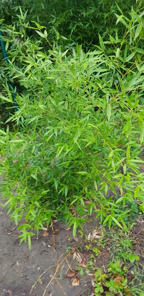 Bambus mrozoodpornego