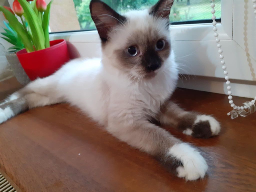 Kocurek ragdoll kot 4msc