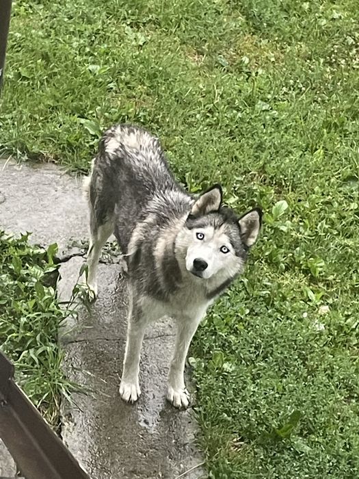 Собака Husky 2 років