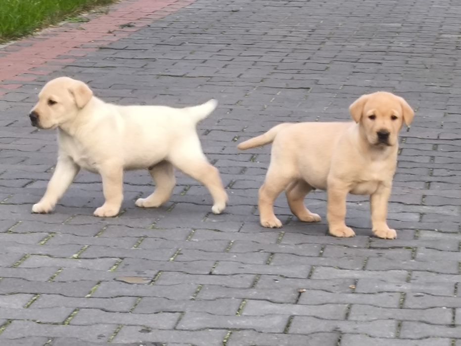 Sprzedam  labradora pieska