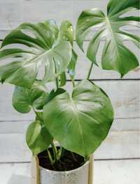 Pack plantas de interior - Monstera + Peperomia + Maranta + Calathea