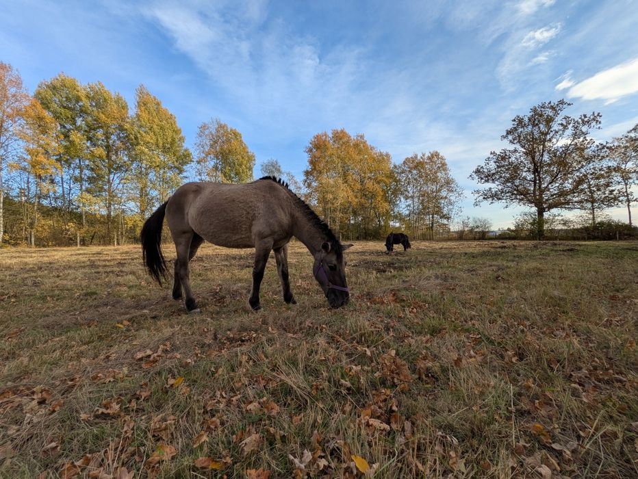 Konik polski klacz