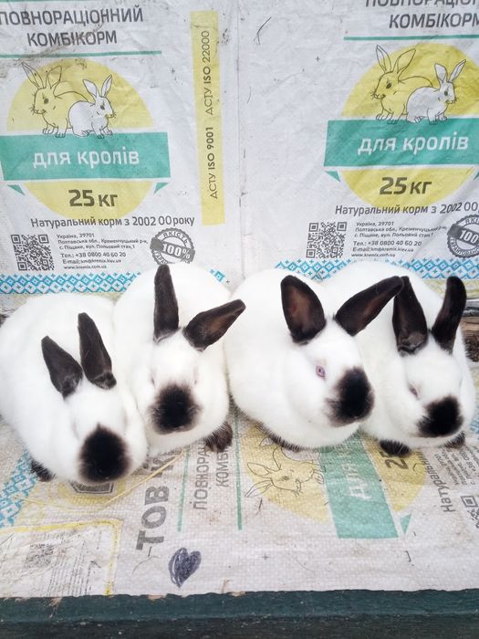 Кролі каліфорнійці