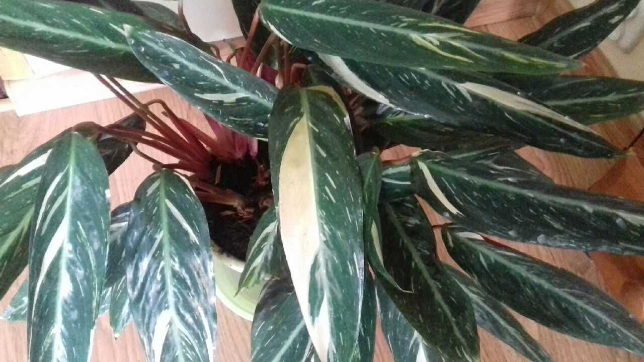 Kalatea Calathea Stromante Triostar roślina doniczkowa