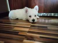 West Highland White Terrier chłopiec