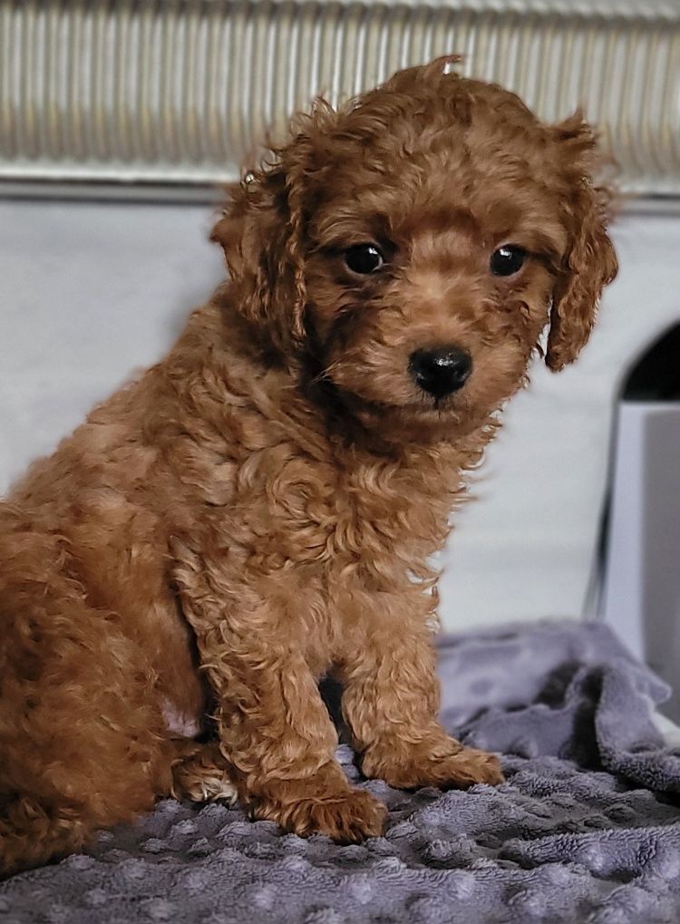 Pudel toy  red Warszawa nie maltipoo