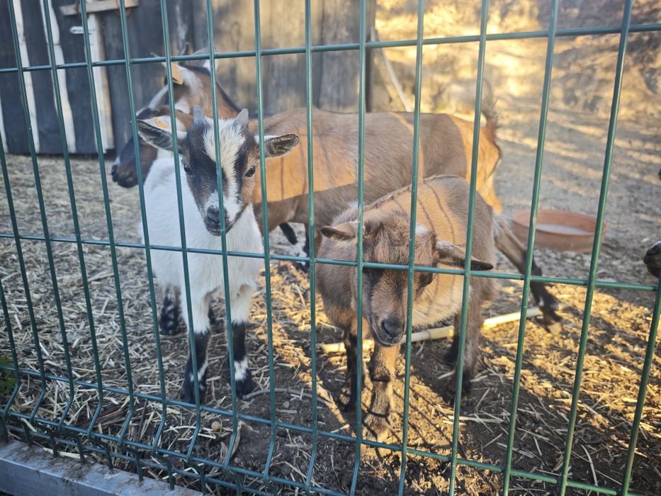 Casal de cabras anãs