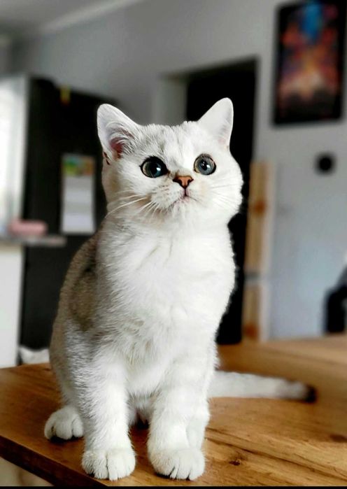 Kot Brytyjski Kocurek srebrny, kot Brytyjski Srebrny kocurek. Maliwia